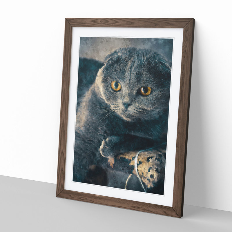Scottish Fold Cat - Framed Print, 36cm H x 27cm W x 2cm D, Walnut Framed