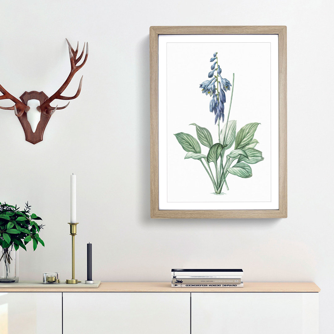 Daylily Flowers by Pierre-Joseph Redoute - Picture Frame Painting Print
