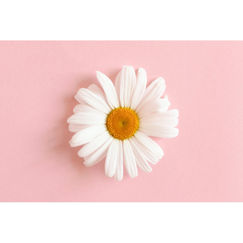 Chamomile On A Pink Pastel Background - Wrapped Canvas Print, 30cm H x 46cm W x 3.8cm D
