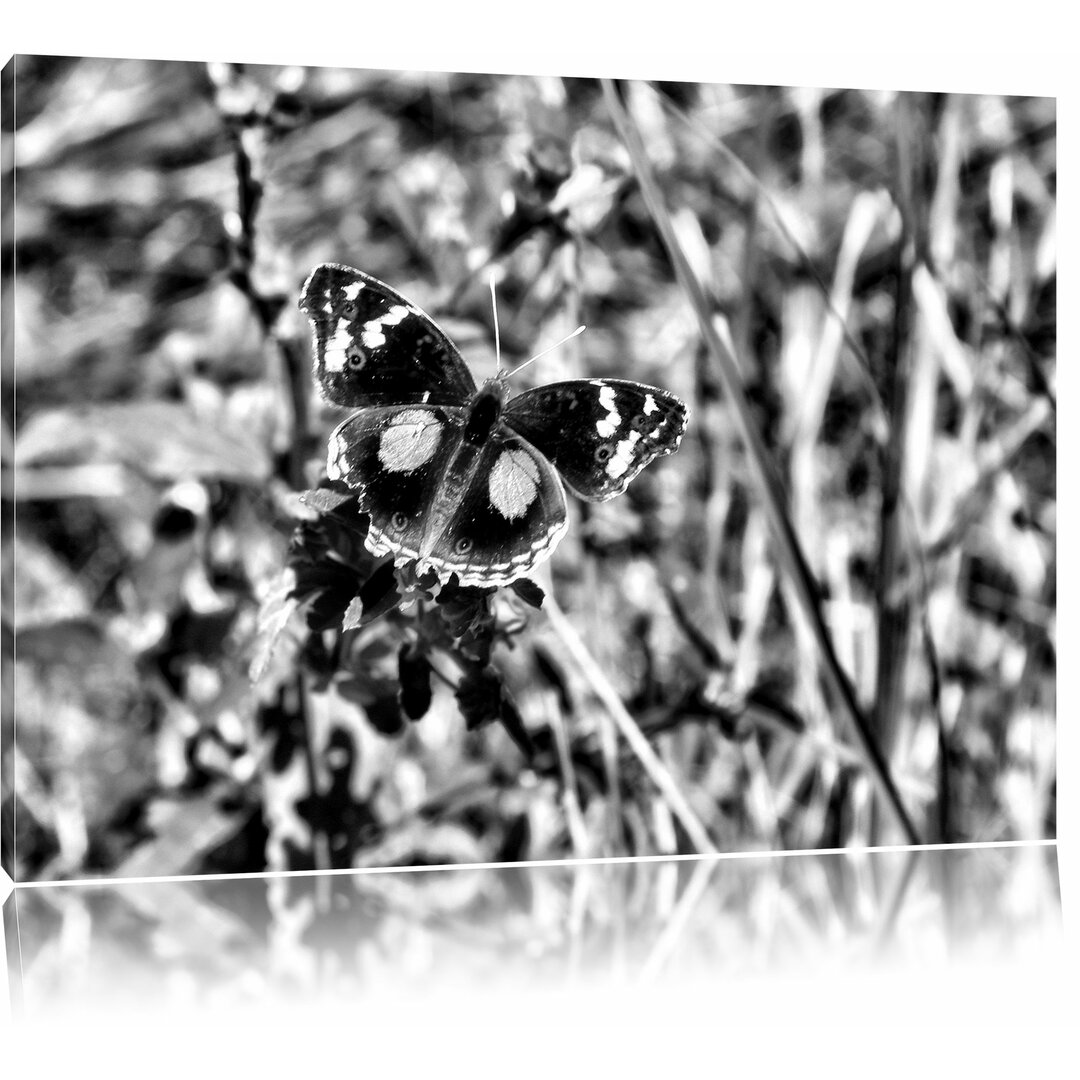 Leinwandbild Außergewöhnlicher Schmetterling auf Grashalm in Monochrom