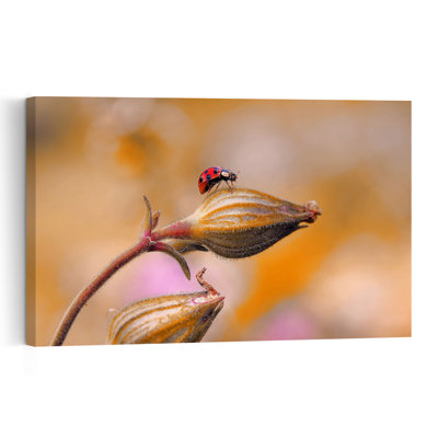 Ladybug On Golden Bud Delicate Peaceful Serene Ladybug Flower Nature Wall Art Print by Thierry Dufour - Print