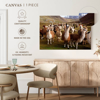 Brampt Peruvian Alpacas And Llamas