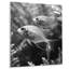 Monogramme d'aquariums de poissons gris gris - Aquariums, salon d'art mural-106113370-106113371