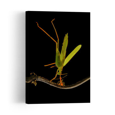 Insect Ant Battle Dramatic Abstract Contemporary Ant Forest Nature Wall Art Print by Edy Pamungkas - Print