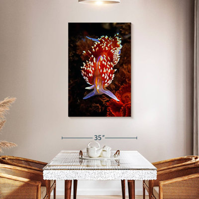 Nudibranche exotique Brampt