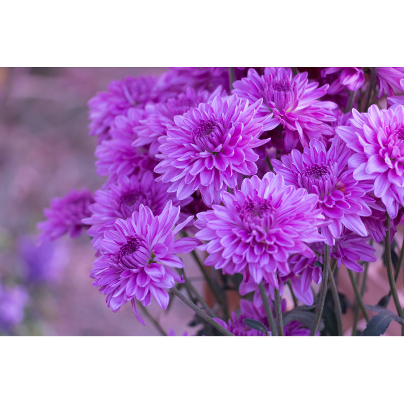 Pink-violet Chrysanthemum - Wrapped Canvas Print, 20cm H x 30cm W