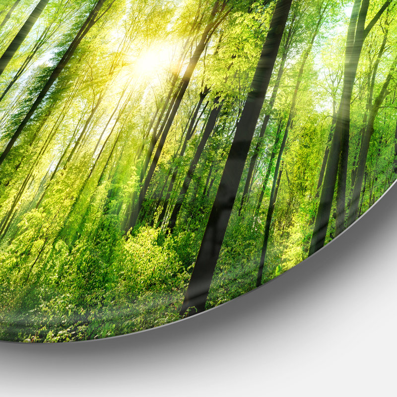 «Forest with Rays of Sun Panorama», photographie, H 11 po x l 11 po x p 1 po, Métal