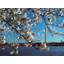 Full Bloom Print by Scott Wurzel-65789211-65789213