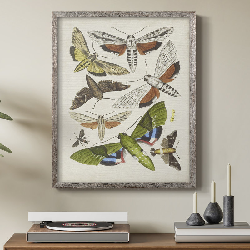 Antique Moths II, reproduction encadrée - bois massif, H 15 po x l 12 po