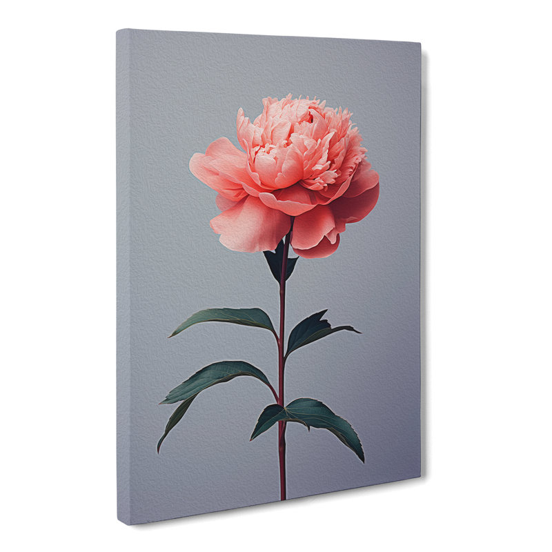Peony Flower Minimalism - Wrapped Canvas Print, 50cm H x 35cm W x 3cm D