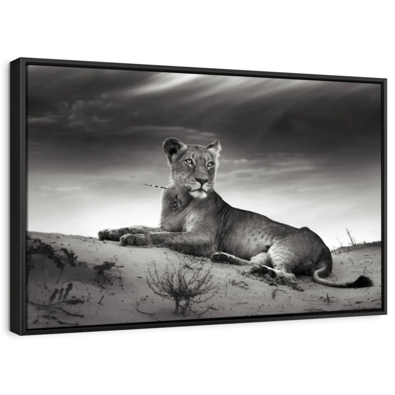 Animal «Lioness Canvas Print», H 9 po x l 13 po