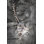 Berkay Snow Leopard Wall Bounce - Photographie sur toile tendue