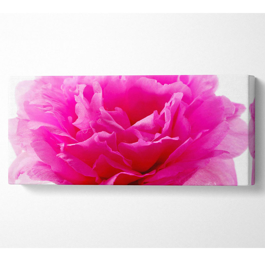 Pink Carnation Ruffles - Kunstdrucke auf Leinwand