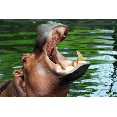 Hippopotame de Santiphotois - Photographie sur toile tendue