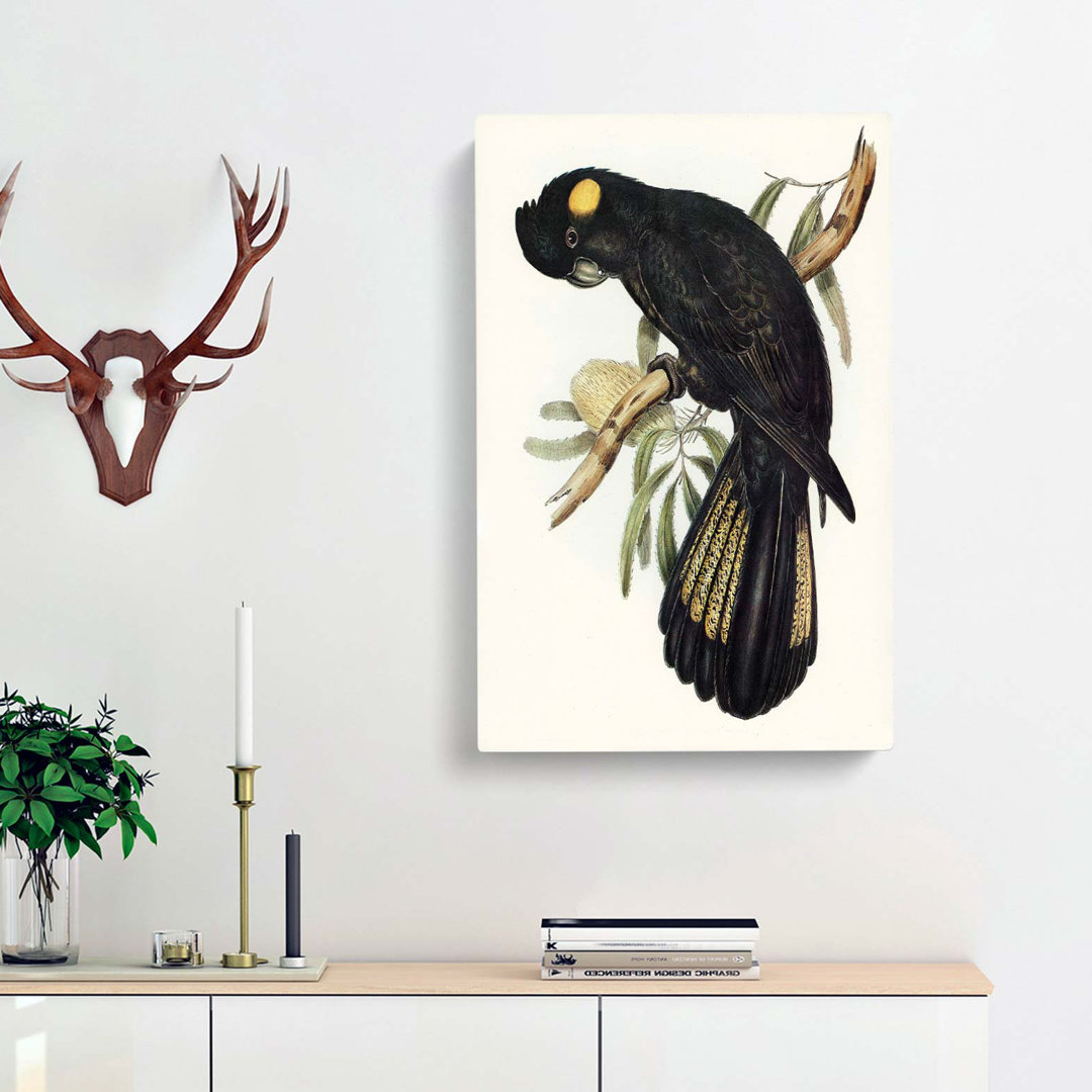 Funereal Cockatoo by Elizabeth Gould - Wrapped Canvas