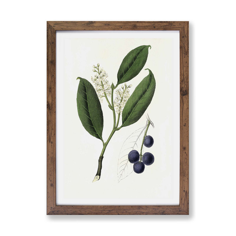 Cherry Laurel Flowers - Framed Print, Walnut, 33cm H x 45cm W x 2cm D