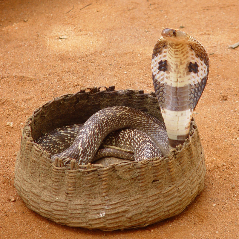 Cobra Snake in Basket par Mseidelch, H 30 po x l 30 po