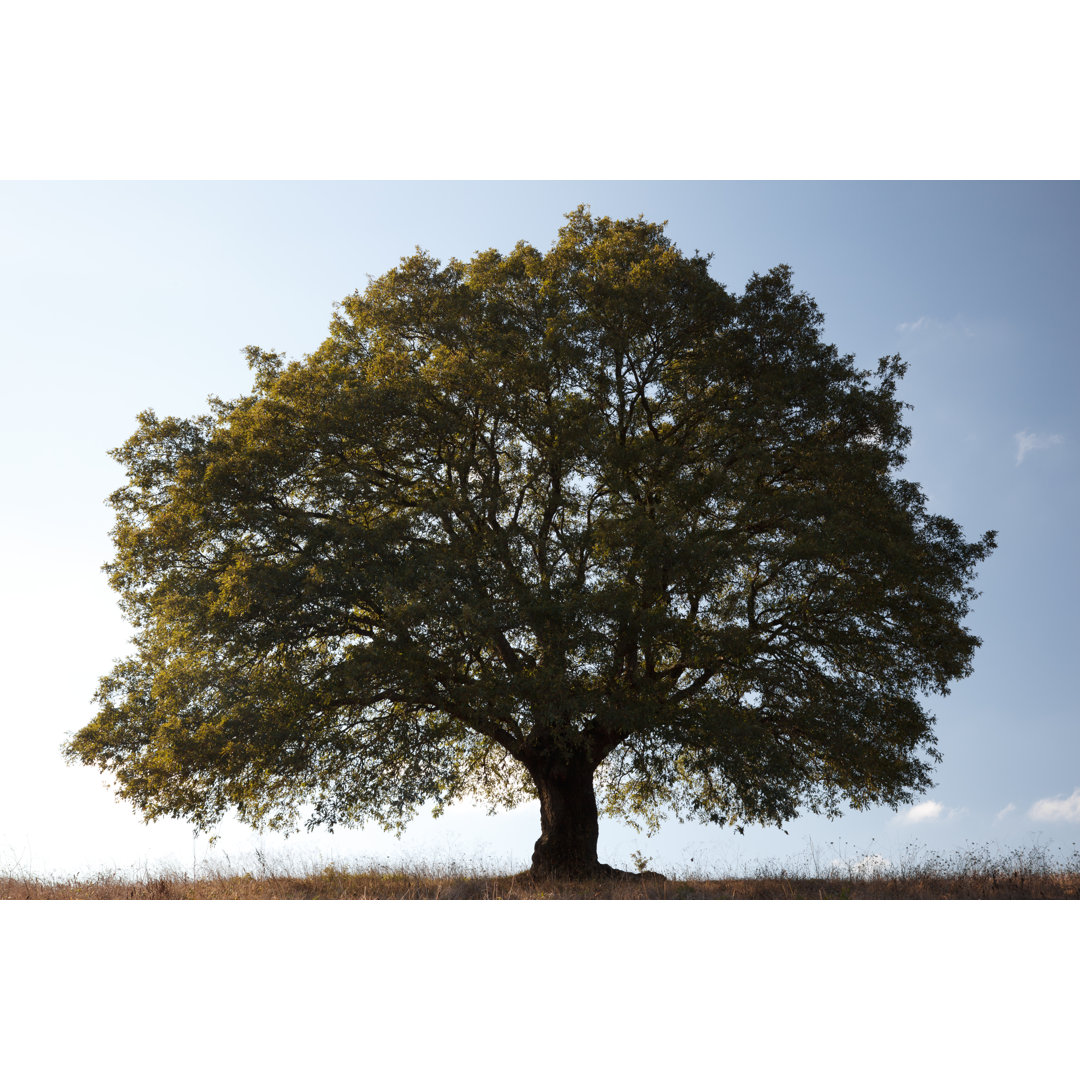 Großer einsamer Baum von Adempercem - Druck