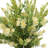 Polysilk Heather Arrangement