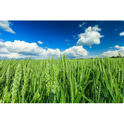 Wheat Field by Druvo