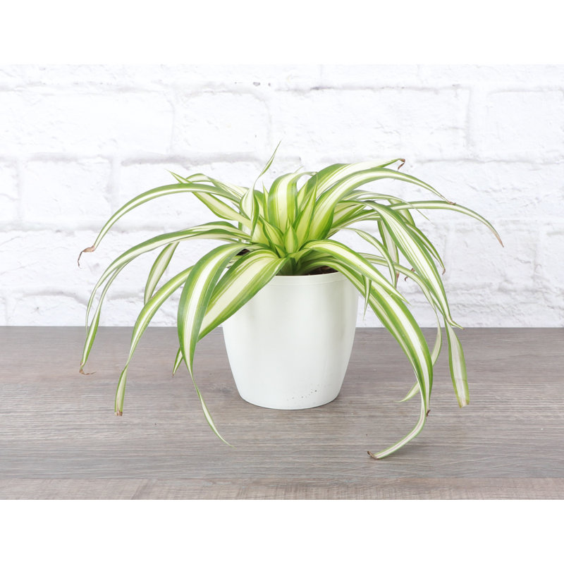 Live Spider Plant in Classic Pot, White
