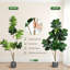 150cm Plant