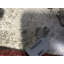 Ziegler Wool Oriental Area Rug in Wine/Beige