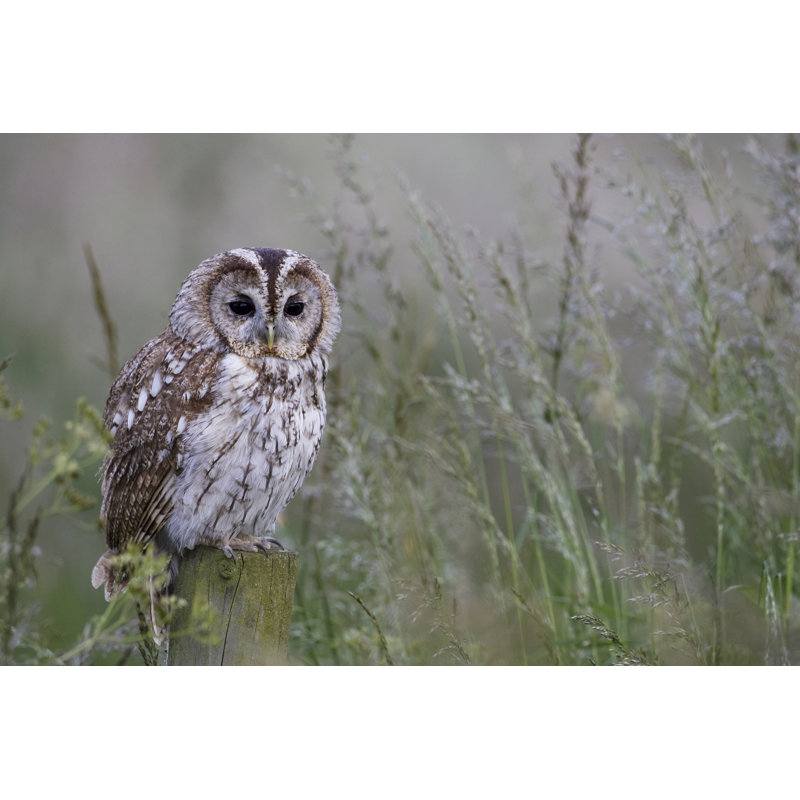 Tawny Owl by Rickochet - No Frame Art Prints on Canvas, 81cm H x 122cm W