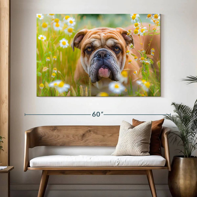 Bouledogue anglais Brampt jouant, H 34 po x l 51 po