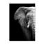 Elephant Profile Print-24074461