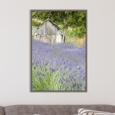" Lavender Field And Small Shed " by Janell Davidson Danita Delimont