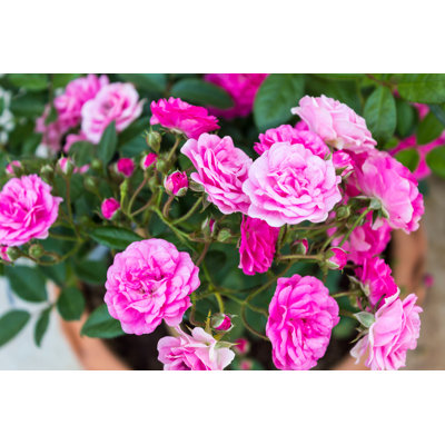 " Fairy Rose " by Amnachphoto