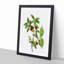 Calycanthus Venus Flowers by Pierre-Joseph Redoute - Picture Frame Painting Print-55513784-55513785