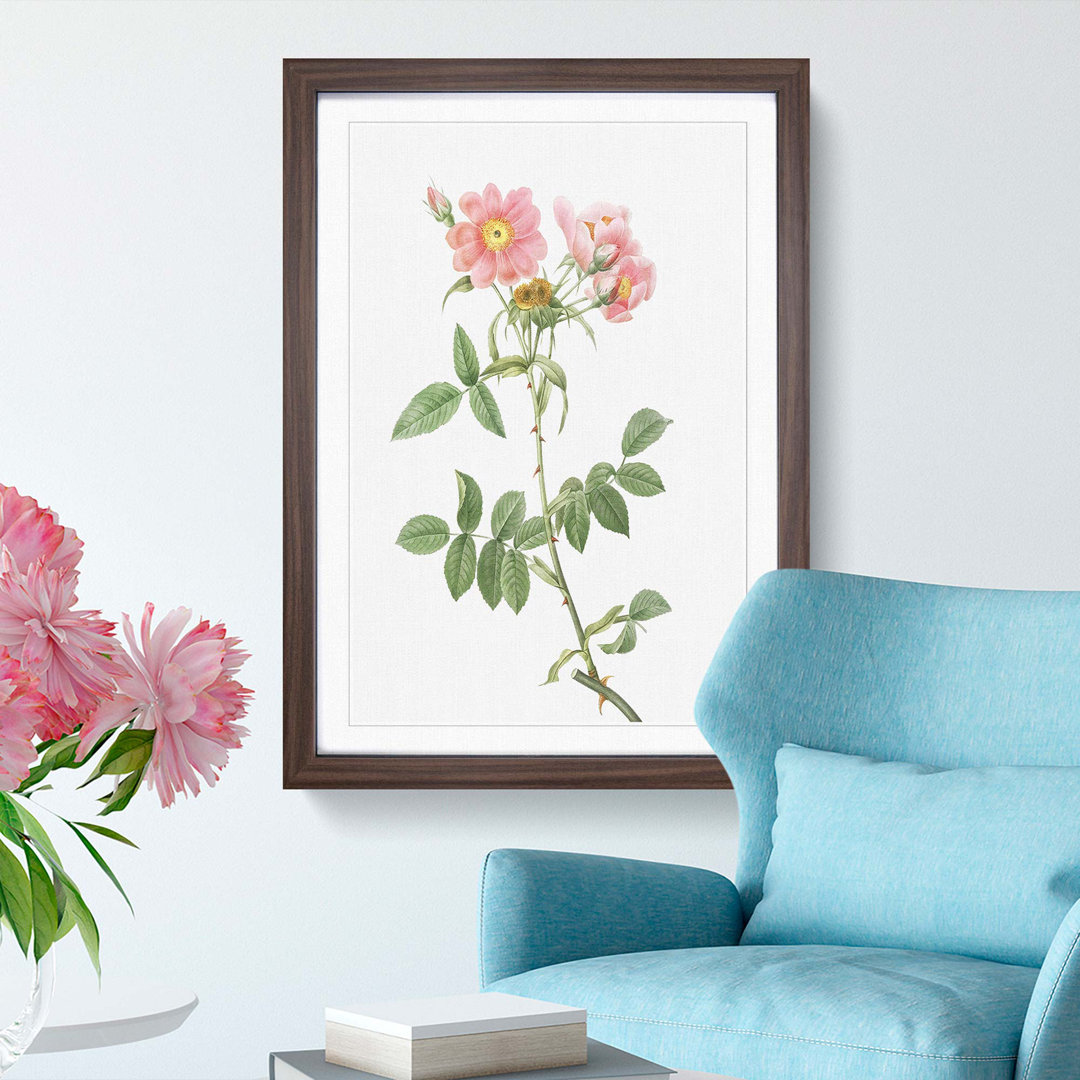 Rose of Lady Monson in Pink by Pierre-Joseph Redouté - Picture Frame Graphic Art Print