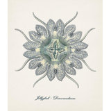 Nautical Art I Print by Sofia Fox