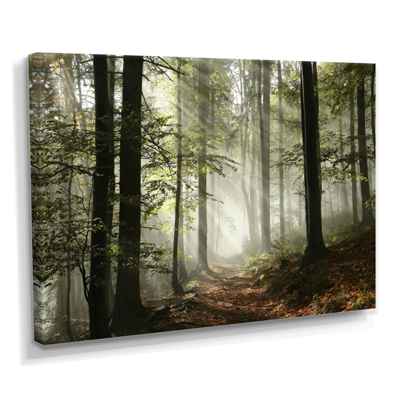 Lumière dans une forêt d'automne dense avec brouillard, œuvre d'art, H 30 po x l 40 po, Toile tendue, Sans cadre