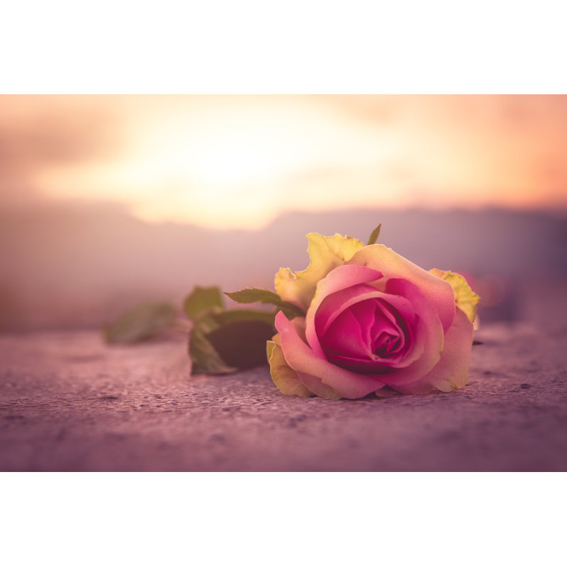 Rose On The Ground by Xijian - Wrapped Canvas Print, 81cm H x 122cm W x 3.8cm D