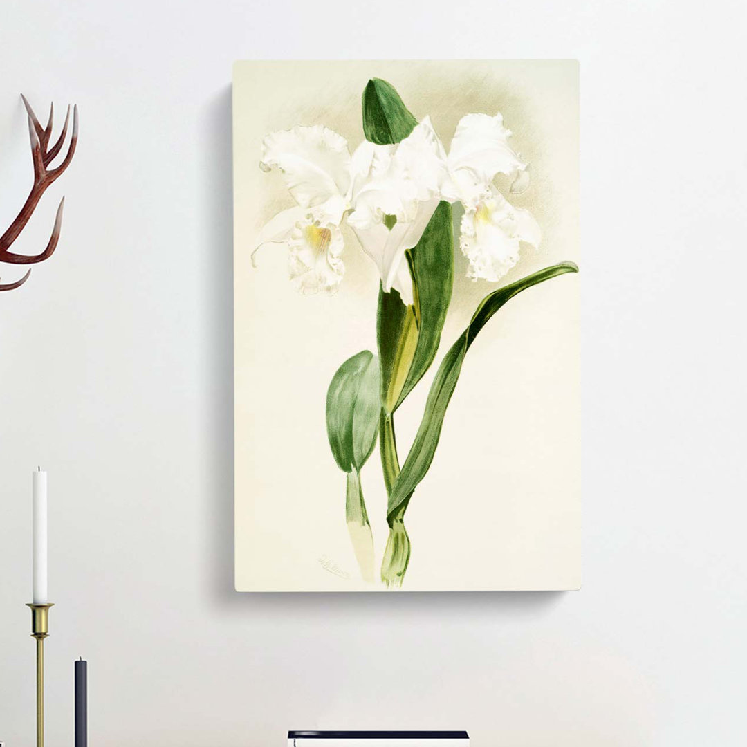 Magnolia Flowers Illustration Tab. 64 by Frederick Sander - Wrapped Canvas