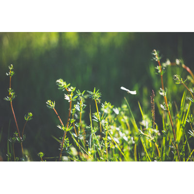 Spring meadow