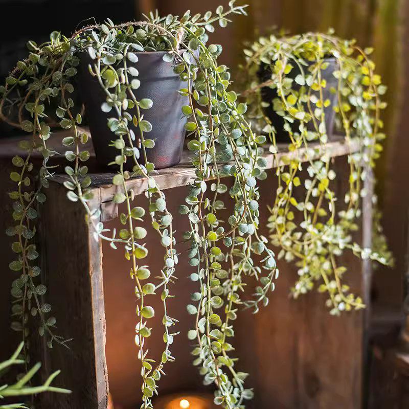 Fausse vigne suspendue en pot Ceropegia, H 1,6 po x l 4,3 po x P 4,7 po