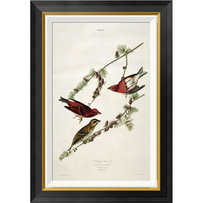 " Purple Finch " by James Audubon