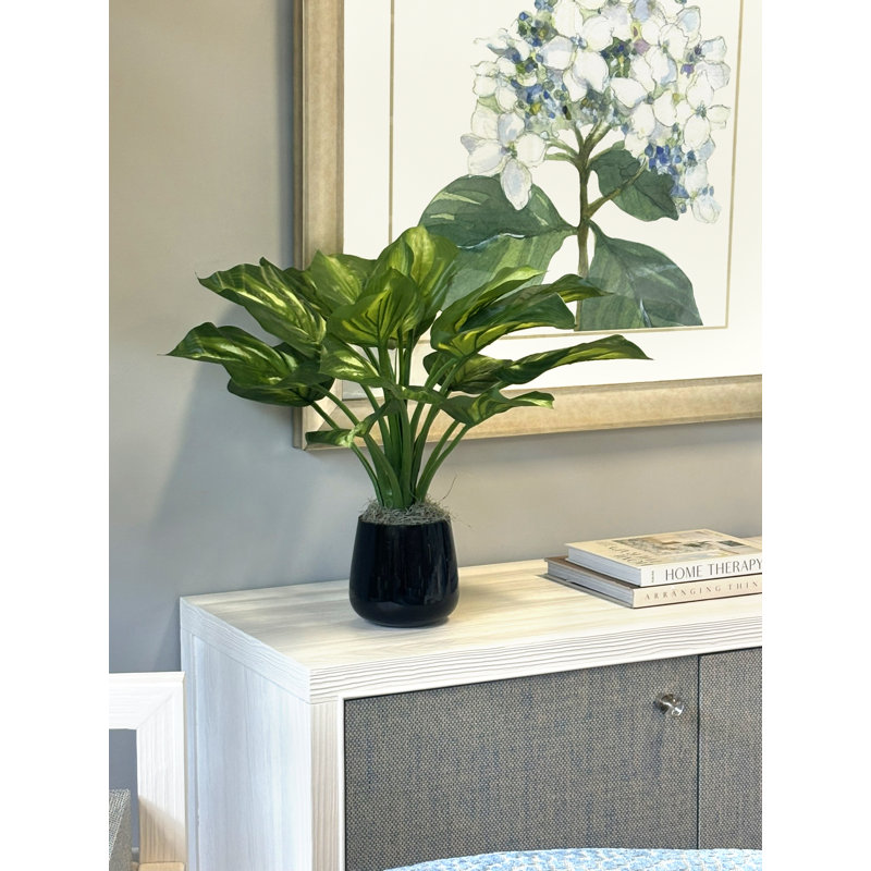Hosta Plant