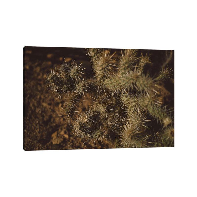 Joshua Tree Cactus by Bethany Young - Print on Canvas, 45.72cm H x 66.04cm W x 3.81cm D, Wrapped Canvas
