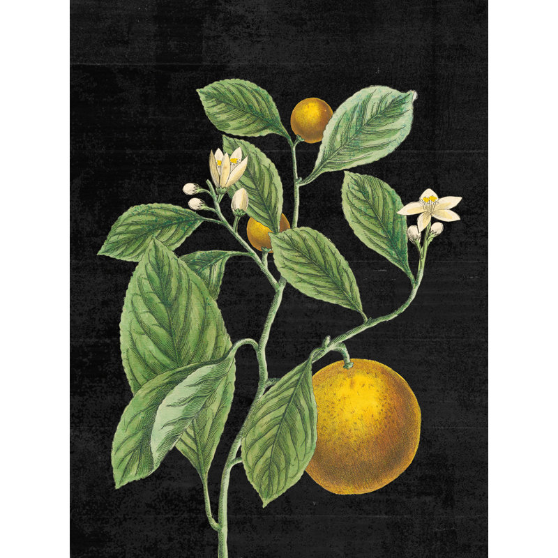 «Classic Citrus VI Black», reproduction d'art sur toile tendue, L 36 po x H 48 po