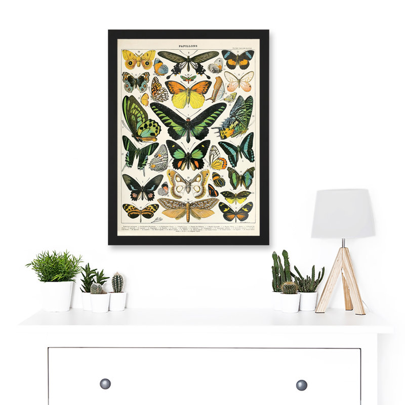 Moths Butterflies Lepidopterists - Single Picture Frame Art Prints