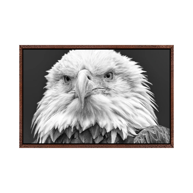 I See You! by David Gardiner - Print on Canvas, Brown Framed, 66.04 cm H x 45.72 cm W