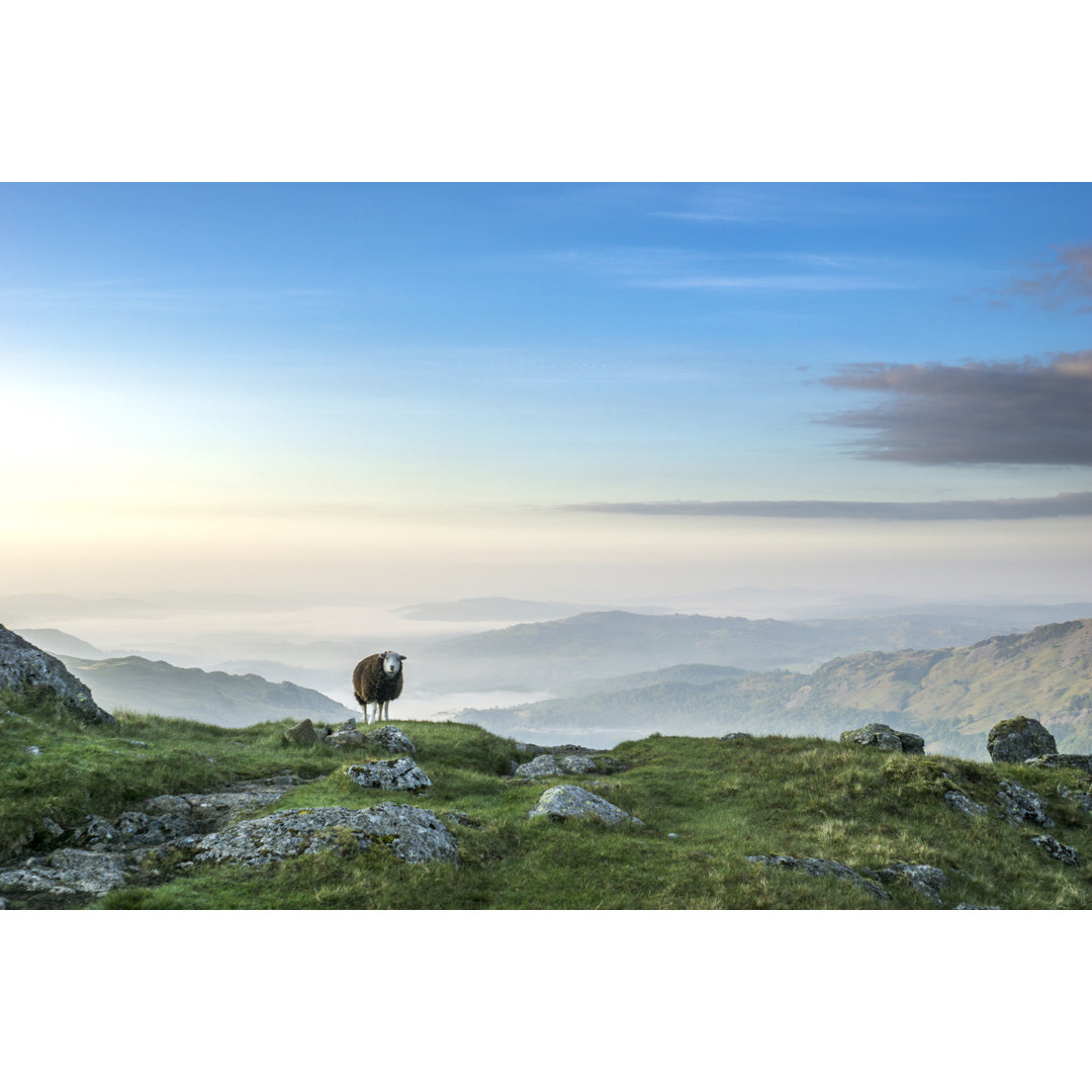 Leinwandbild Bergschafe im Lake District National Park Cumbria UK