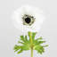 Real Touch Anemone Faux Floral-702580128