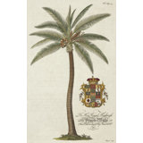 Coconut Palm Print by Porter Design