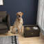 Café pour chien
